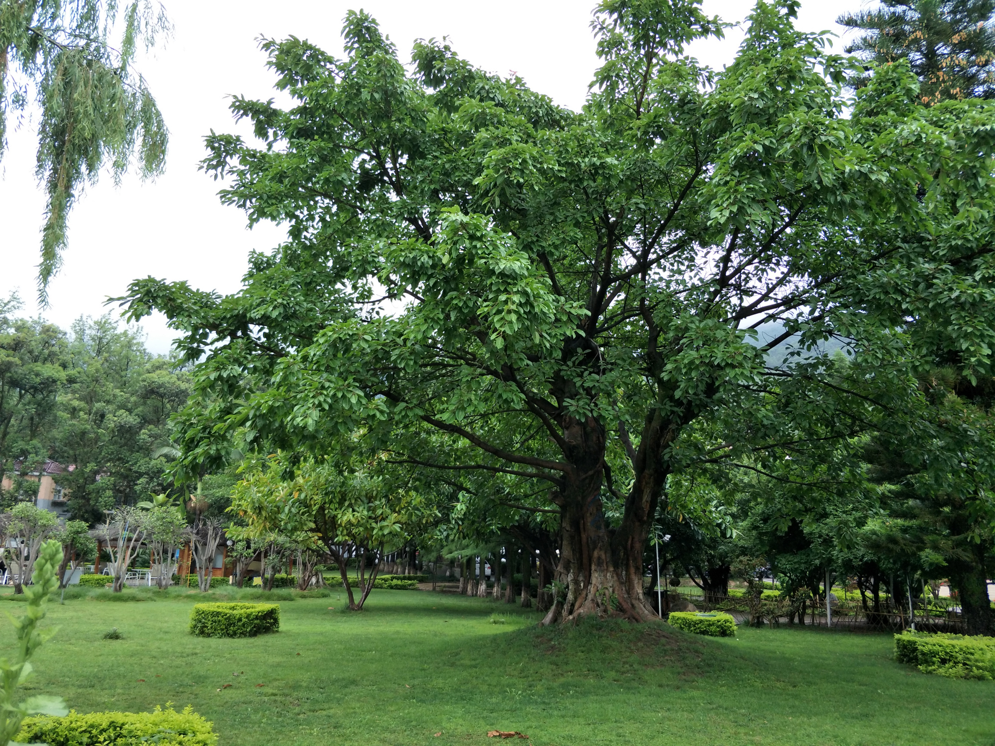 西昌一个花园式宾馆,国家领导人来昌的下榻地,成为网红打卡景点