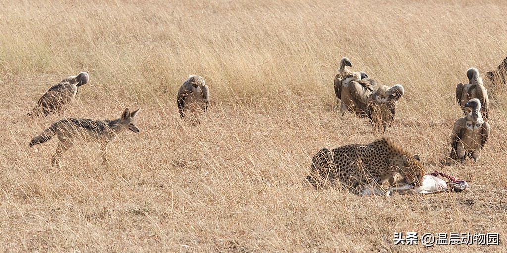 辟谣:黑背胡狼在非洲很受宠?大型食肉动物不爱理它有这三个原因