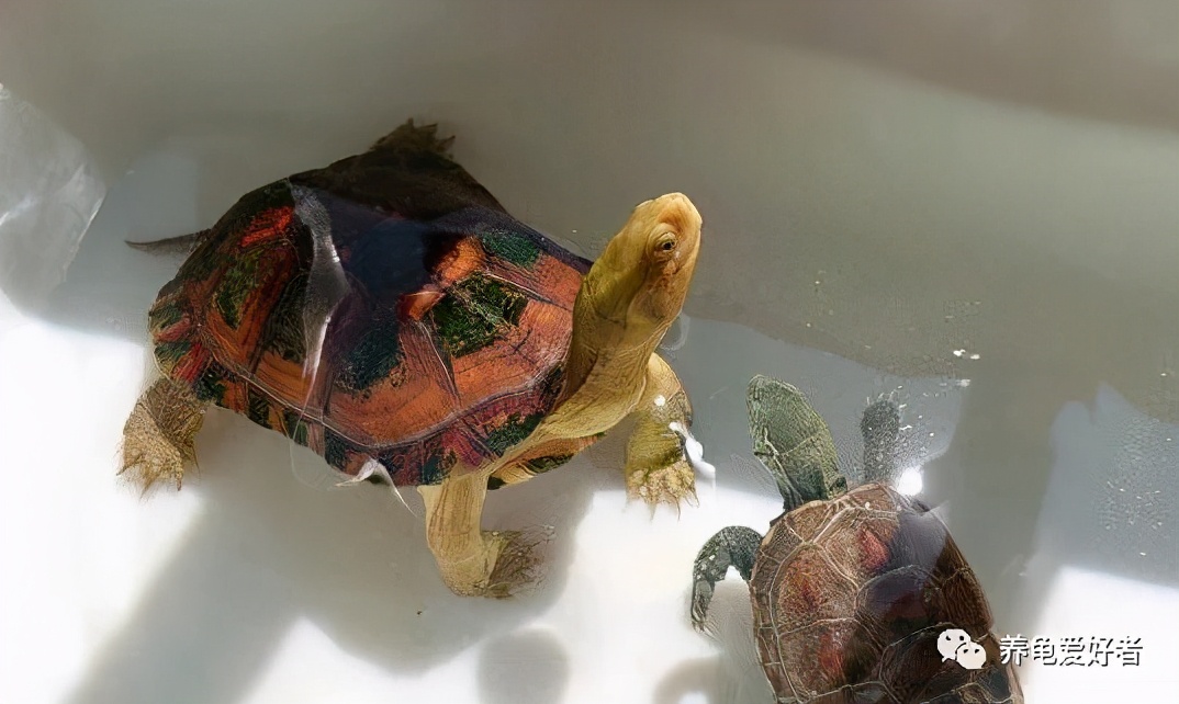 龟的饲养方法与注意事项,饲养小龟需要注意的事项及技巧