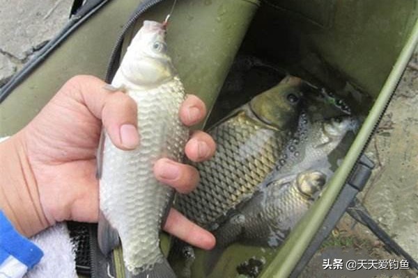 金海夕朝天钩钓大板鲫几号钩,朝天钩绑法单钩调漂方法