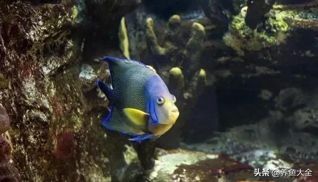 观赏鱼总打架怎么办,观赏鱼老是打架怎么办