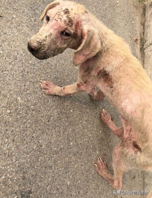 宠物猫狗皮肤病瘙痒寝食难安，主人难受着急，诊断准确才是关键！