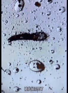 明星亲测力推同款洗发水,康王亲测