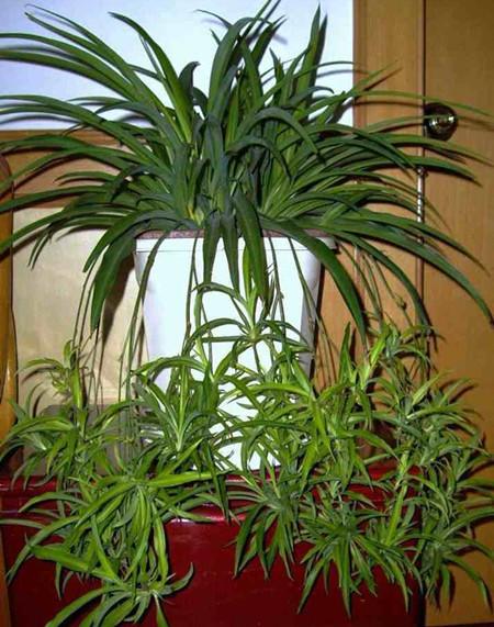 吊兰的养殖方法和注意事项有哪些,吊兰的养殖注意事项和方法