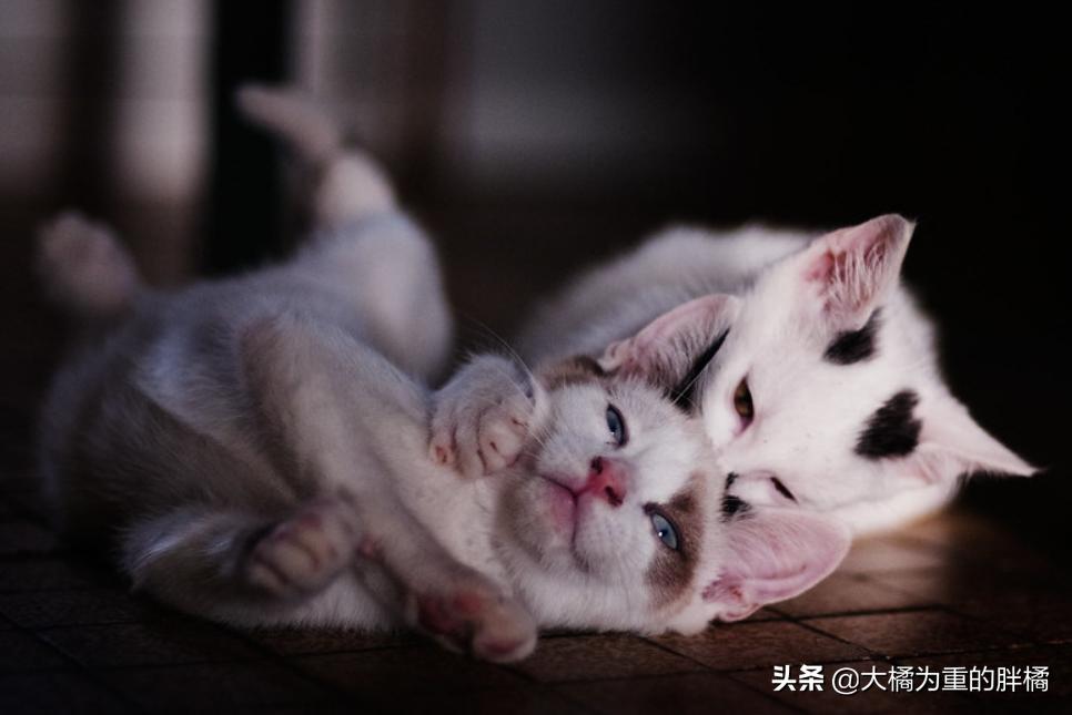 猫咪露出光滑的红色皮肤,猫咪露出一边獠牙