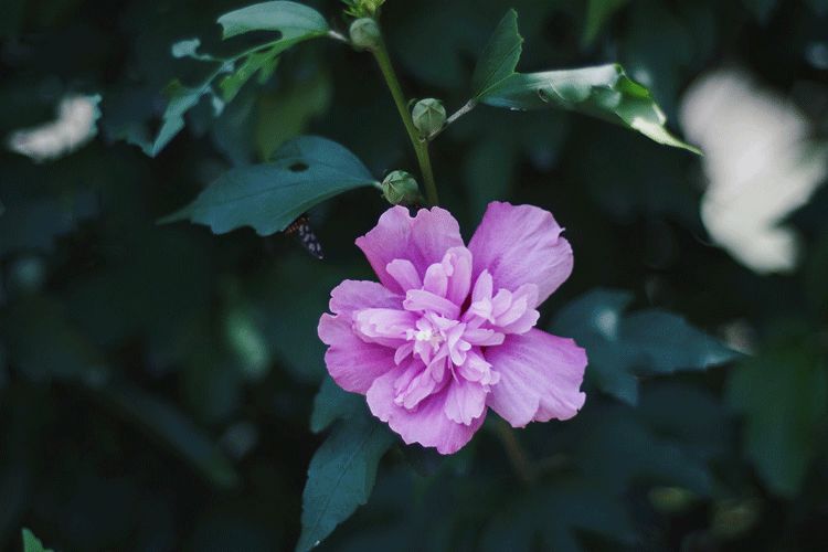 大暑的五种美,小暑的七种食物