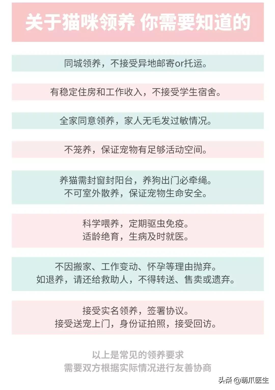 领养一只猫真的很难吗,领养很难