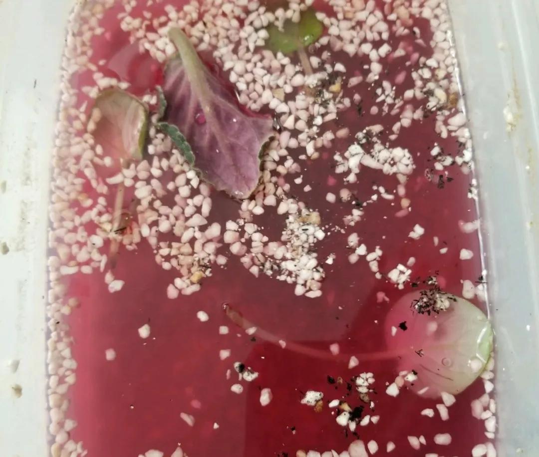 扦插花的养殖方法和技巧,养花扦插有妙招多肉