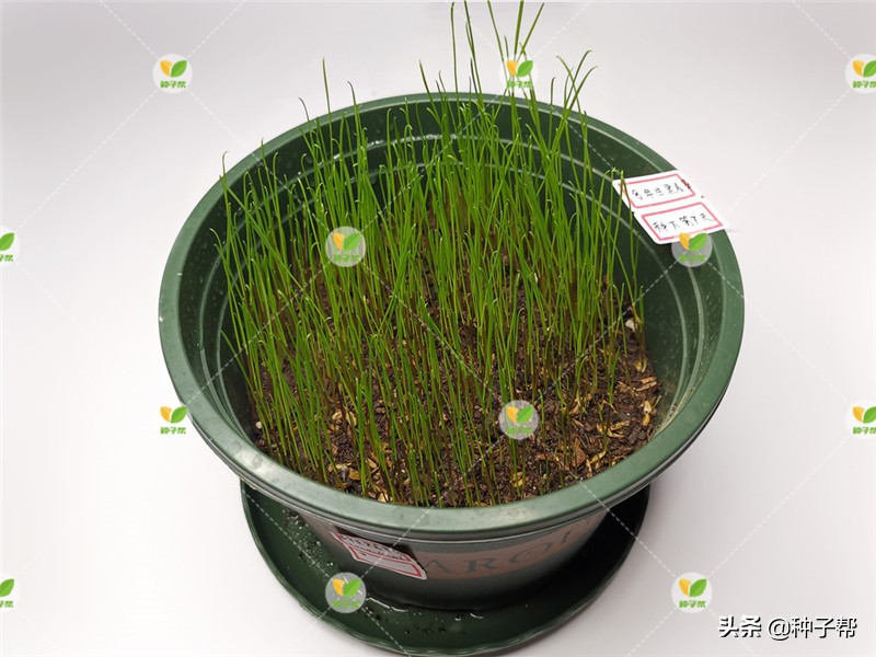 进口黑麦草多少钱一斤,进口蓝标黑麦草草籽价格