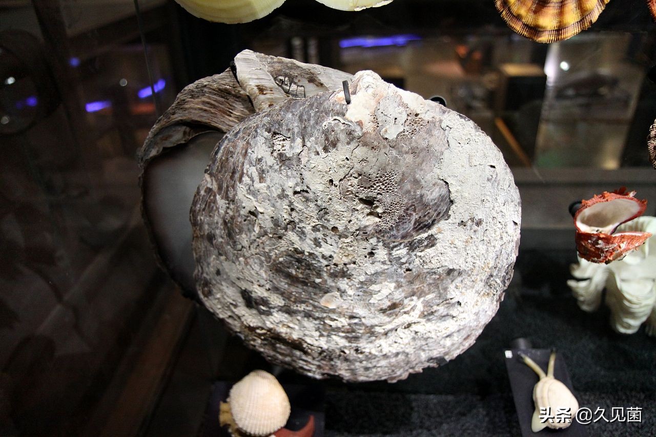 泰国男子海螺里吃出龙珠,泰国司机吃出橙色珠子