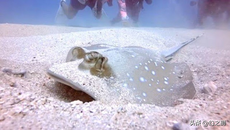 魟鱼的几个危险动作,魟鱼老是受惊吓