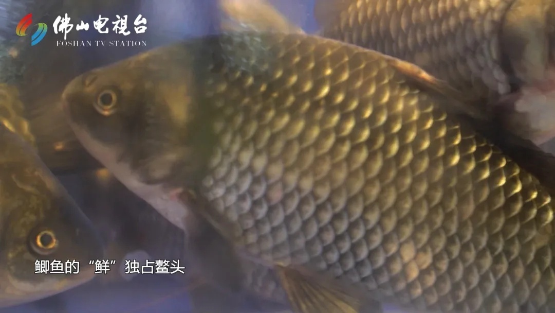 佛山岭南天地美食鱼生,佛山岭南天地有哪些好吃的粤菜