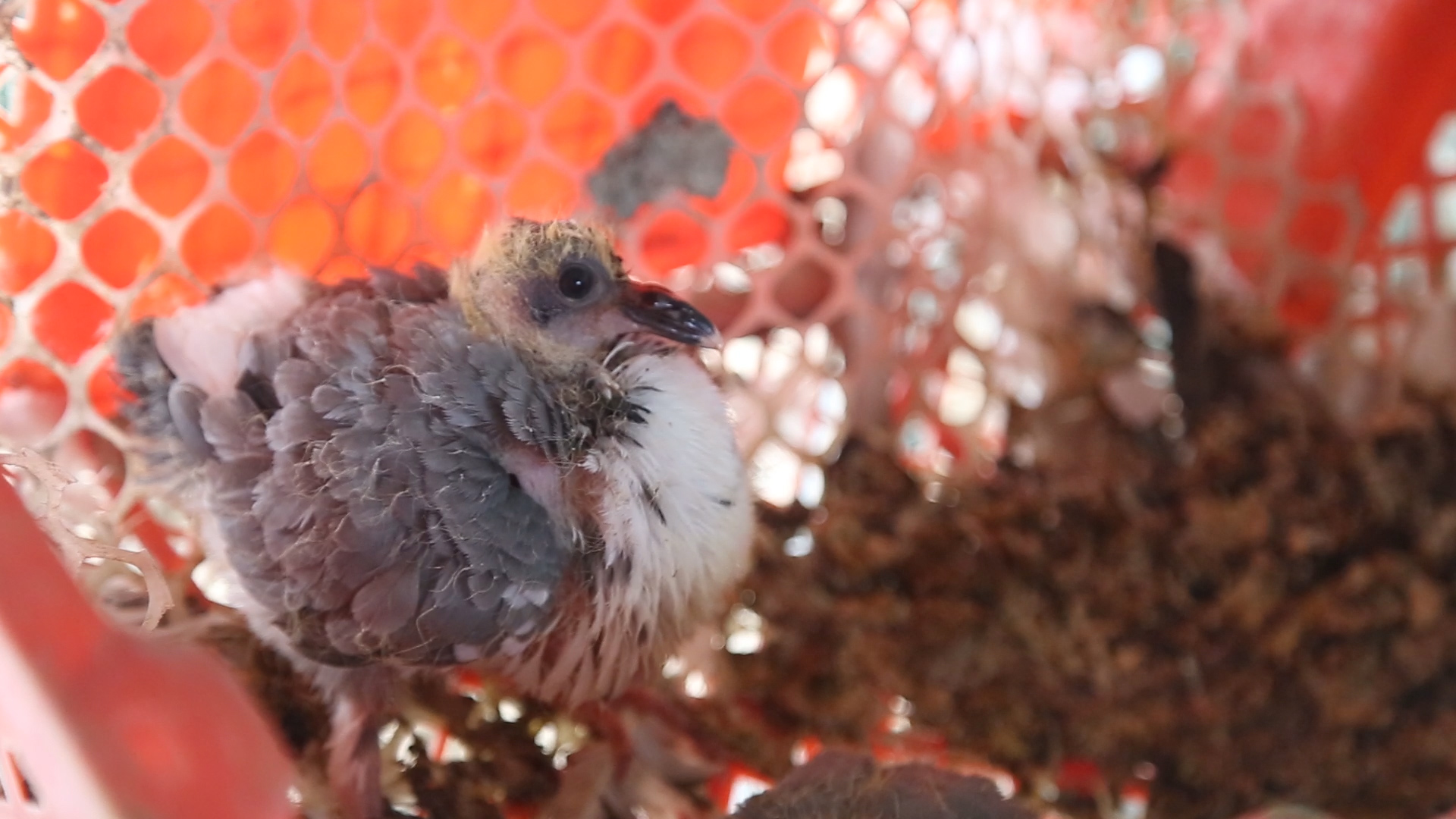 乳鸽育肥最快的方法,乳鸽快速增肥