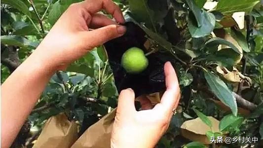 果子套袋最佳时间,套袋对果子有什么影响