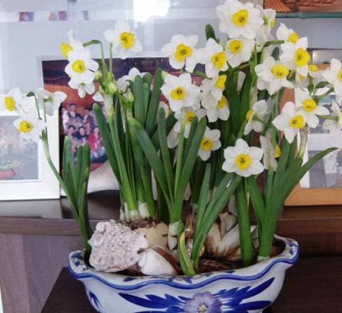 盆栽水仙花开花期间怎么养,水仙花开完了要怎么处理