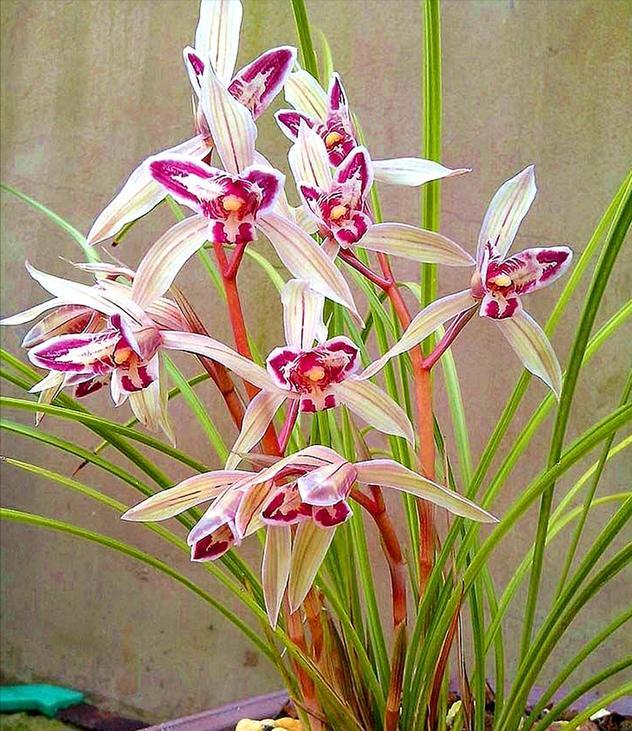 当下比较值钱的兰花有哪几个品种,有价值的兰花品种排名前十