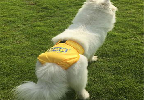 萨摩耶尿很黄什么原因,萨摩耶尿是红色怎么回事