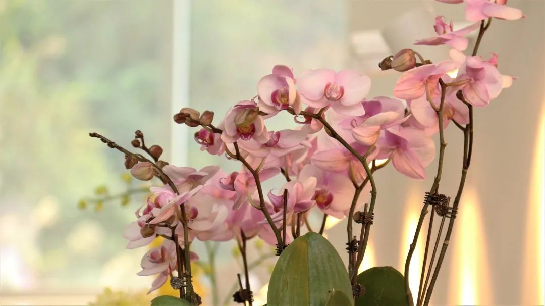 幽兰之风丨兰花种种风情这都有