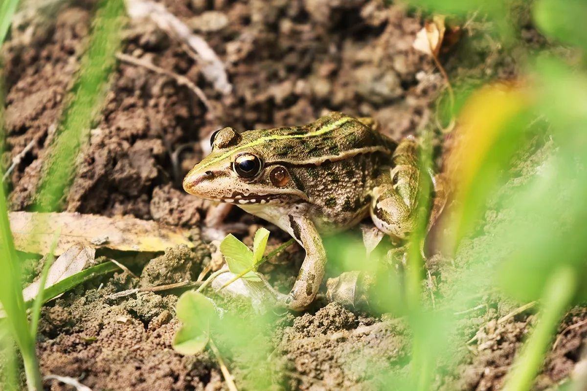 40亩青蛙养殖技术,青蛙养殖技术和利润分析