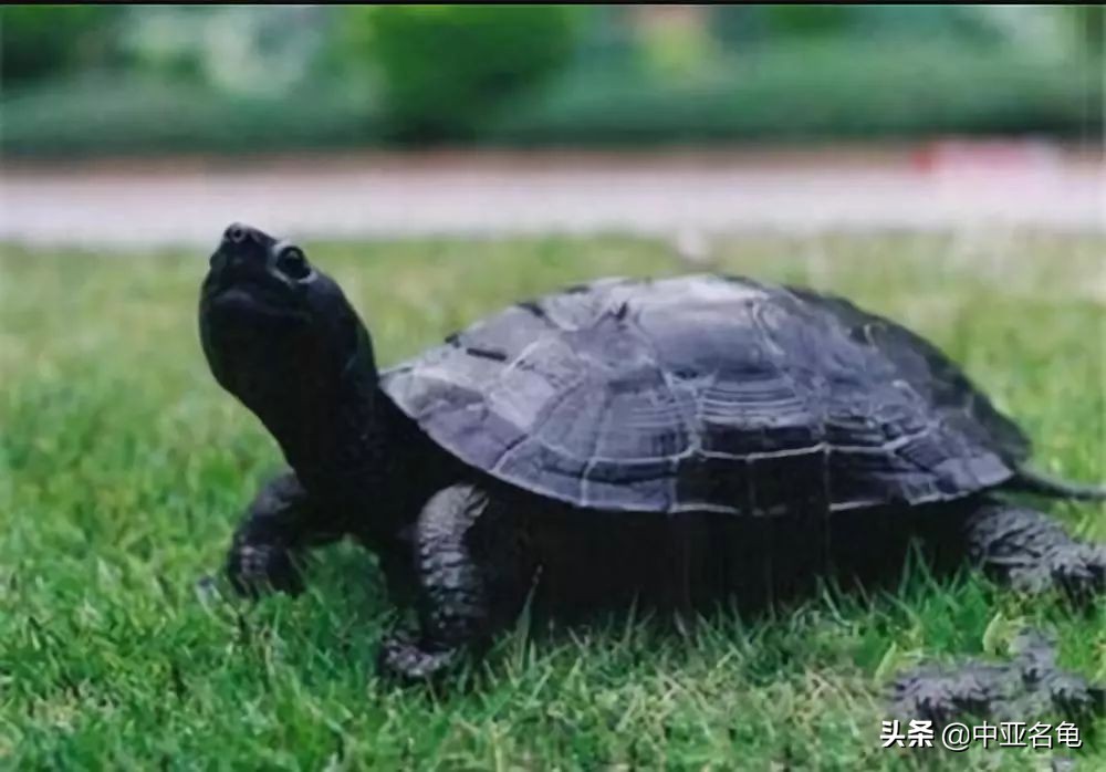 那些年那些被炒作过的乌龟,那些年炒作过的东西