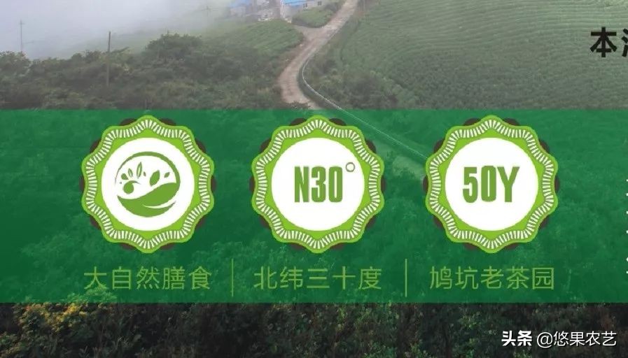 期待兰花香,再谈鸠坑群体种老茶园