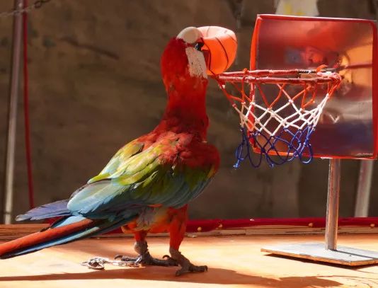 金牛湖野生动物王国过年去怎么样,金牛湖野生动物王国游玩时间