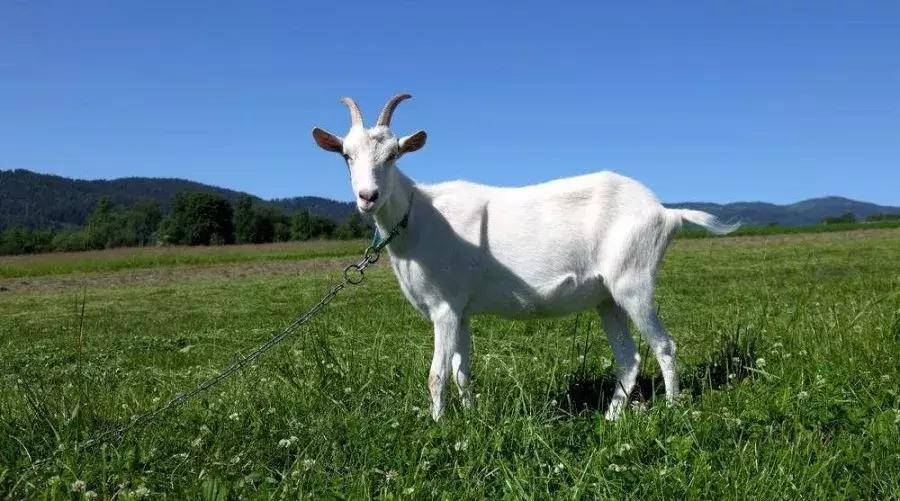 常见纺织原料,史上最全常用纺织原料