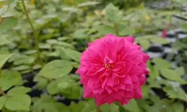 100种玫瑰品种图鉴大全,100种玫瑰品种图解