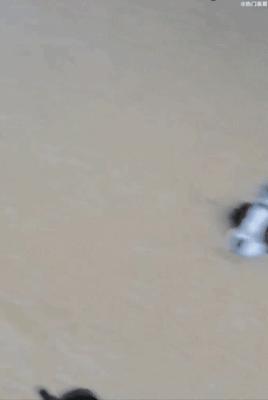 郑州遭遇特大暴雨主人带狗狗撤离,河南遭遇特大暴雨的小狗