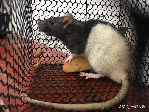 养殖场灭老鼠的最佳方法,养殖场治老鼠最好方法是什么