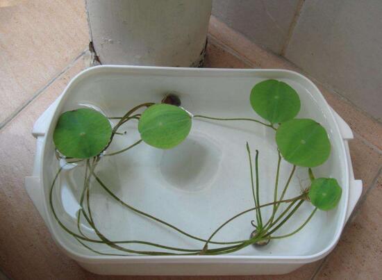 碗莲培育全过程视频,碗莲培育壮苗