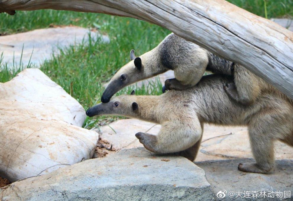 海滩再现绝美荧光海宛如蓝色星河,成都荧光海滩