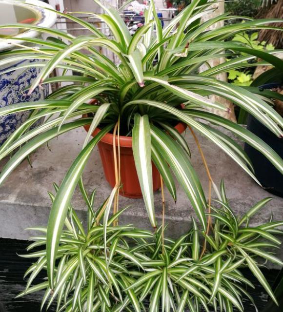 给吊兰换盆时同时可以修根剃头吗,给吊兰施肥怎么做