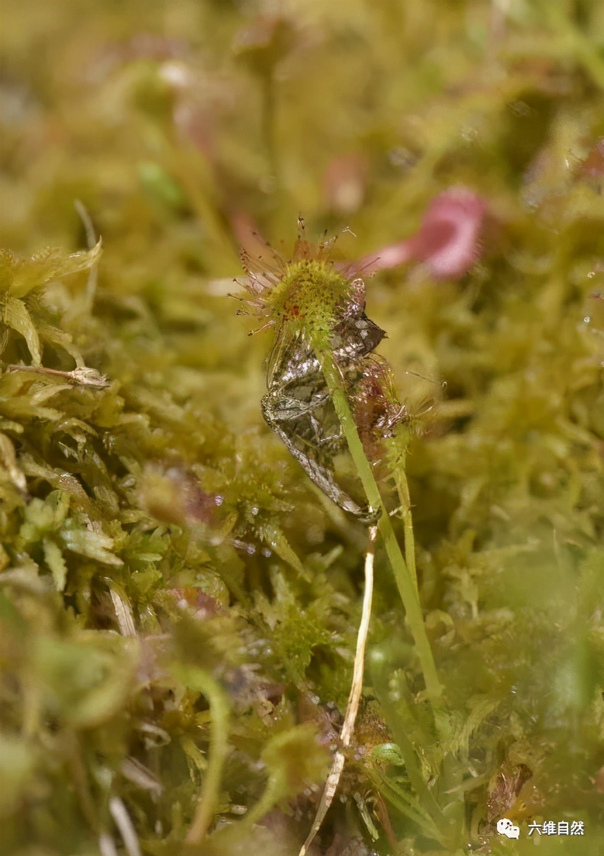 重庆首次发现能捕食昆虫的植物,食肉植物之谜茅膏菜专门捕食昆虫