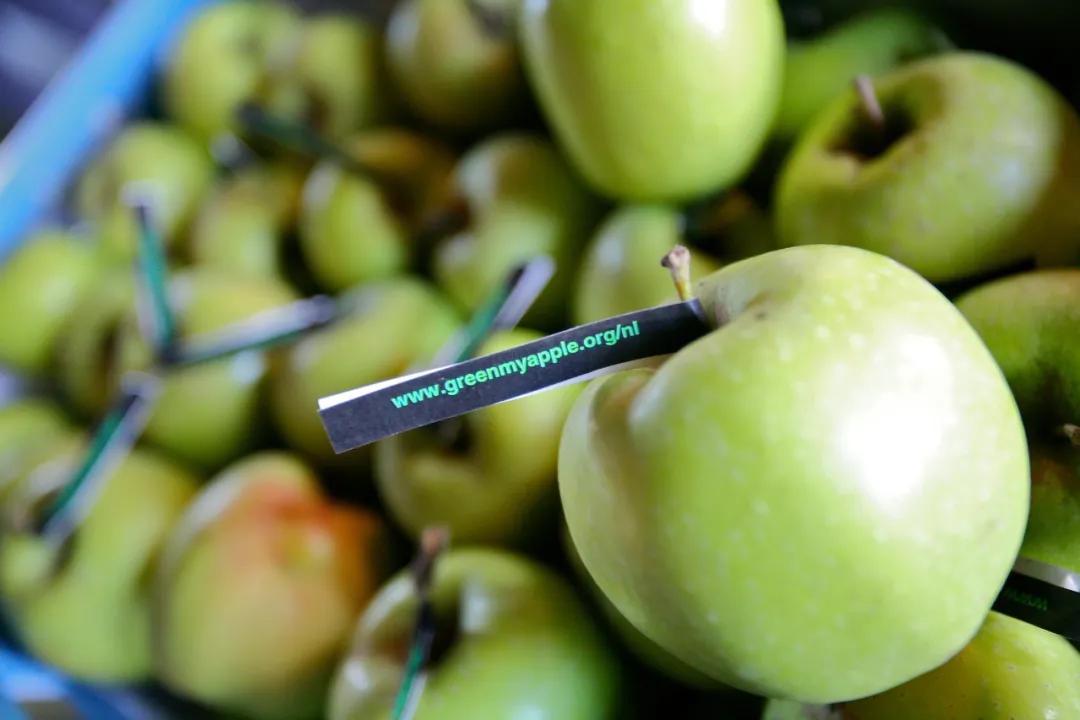 上海花博会讲解,上海花博会有什么