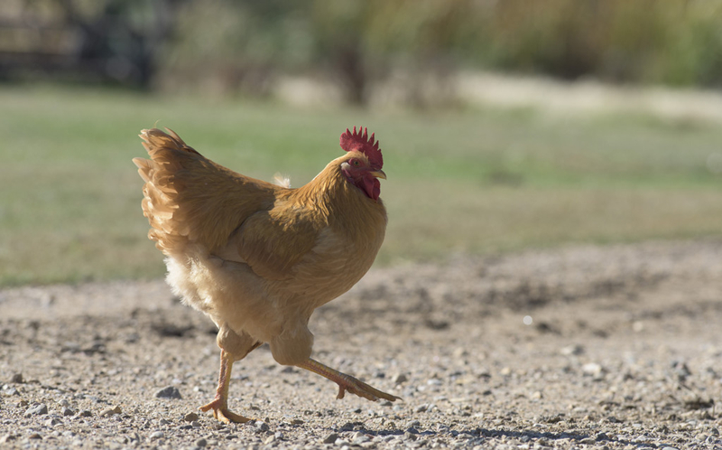 农药中毒的鸡该怎么治,养鸡中毒怎么解决