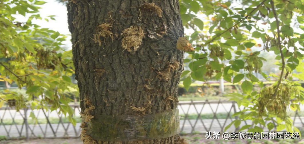 园林树木栽植与养护实现了什么,园林树木栽植新技术