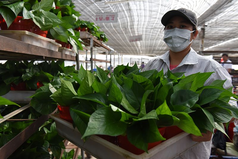 绿萝怎么爆盆只需简单的三步,绿萝爆盆的方法和技巧