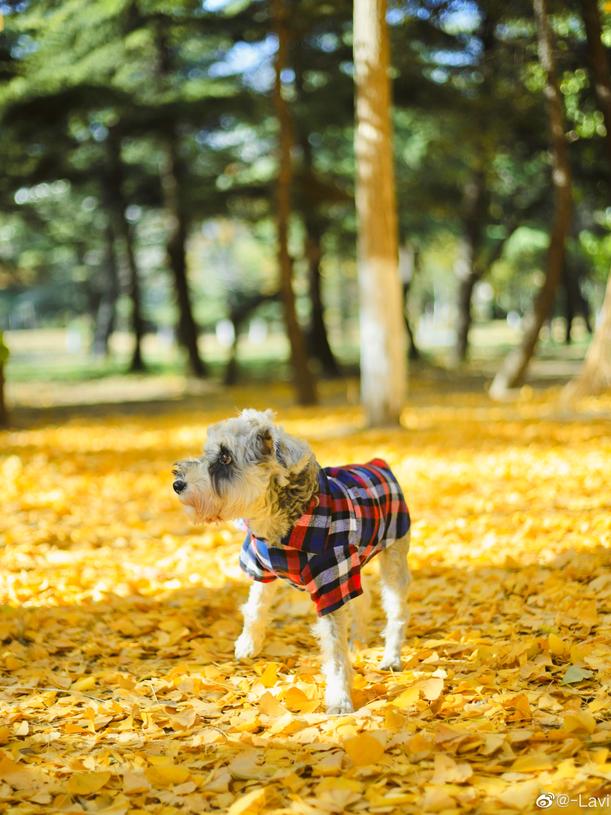 北京可以带宠物好玩的地方,北京宠物公园