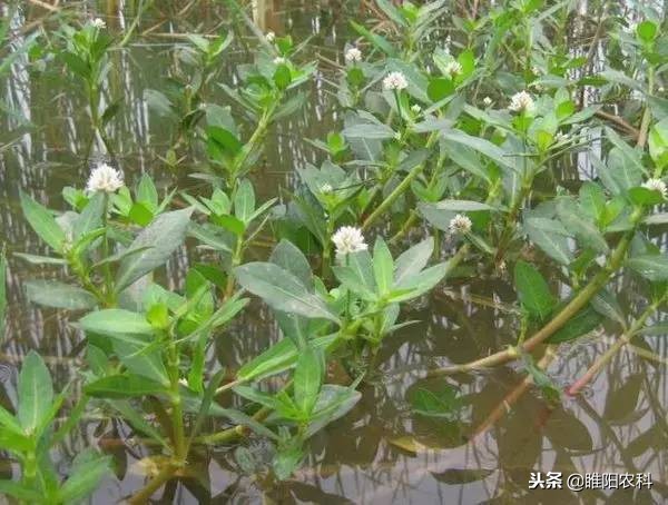 哪些除草剂对下茬小麦有影响,有什么除草剂打的麦子不受影响