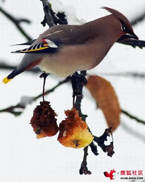 虫草山水画,四季花草山水画作品欣赏