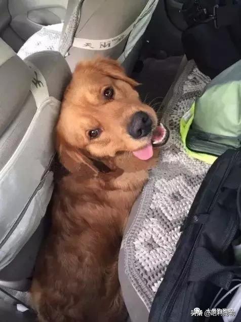 金毛犬和泰迪犬哪个聪明,金毛犬有多聪明视频