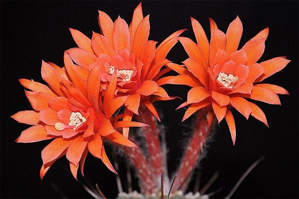 仙人掌开花有多美,仙人掌花开好娇艳