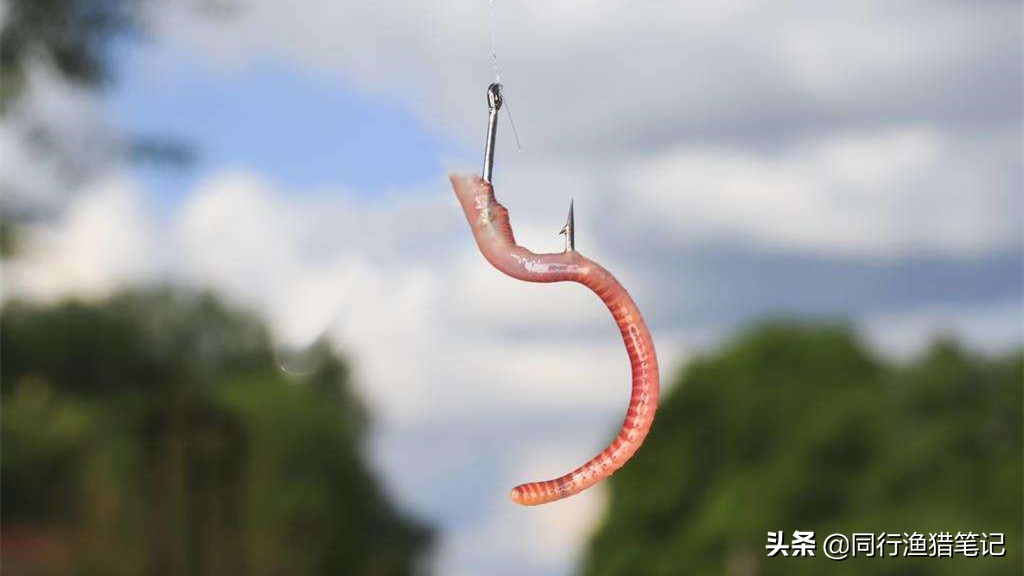 用蚯蚓钓鱼正确的挂钩方法,蚯蚓钓鱼挂钩最好方法图解
