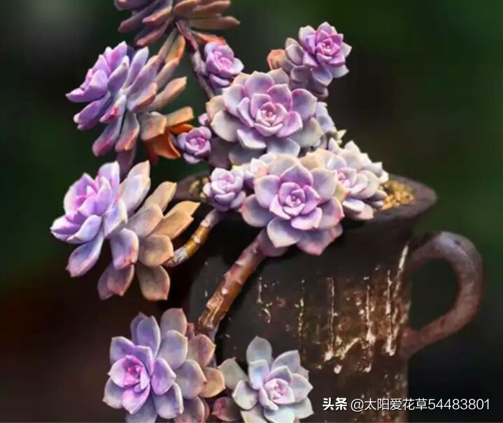 多肉冻伤叶片全部化水了怎么补救,多肉为什么夏天黑根了还能活