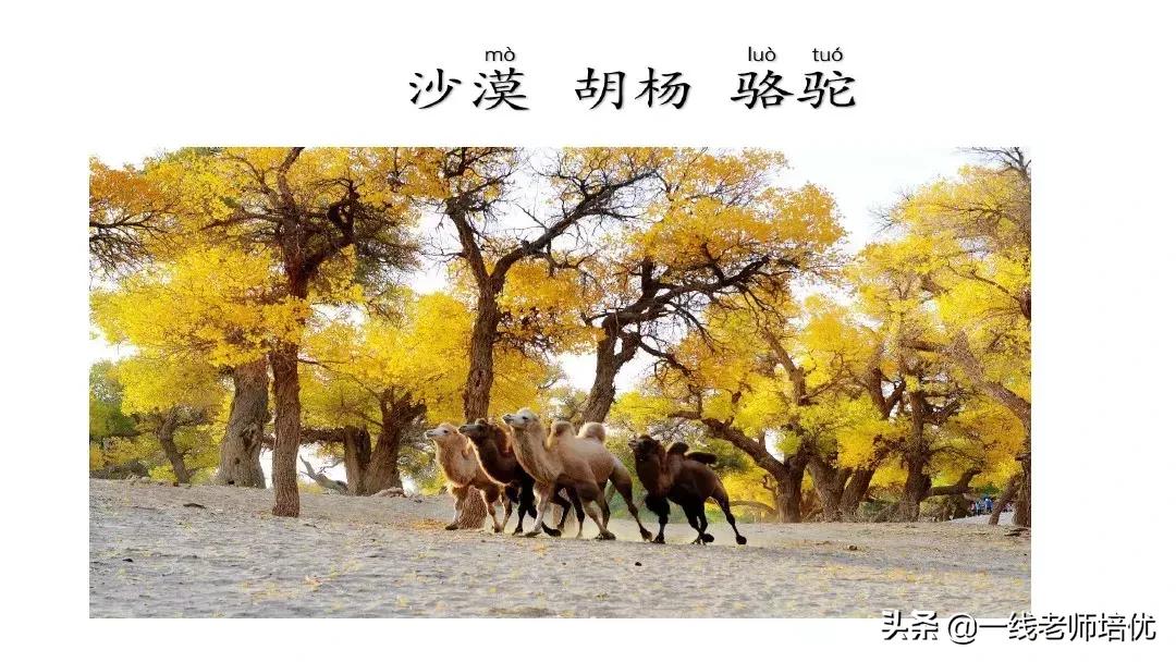 二年级上册语文园地七展示台教学,二年级上册语文园地七的日积月累