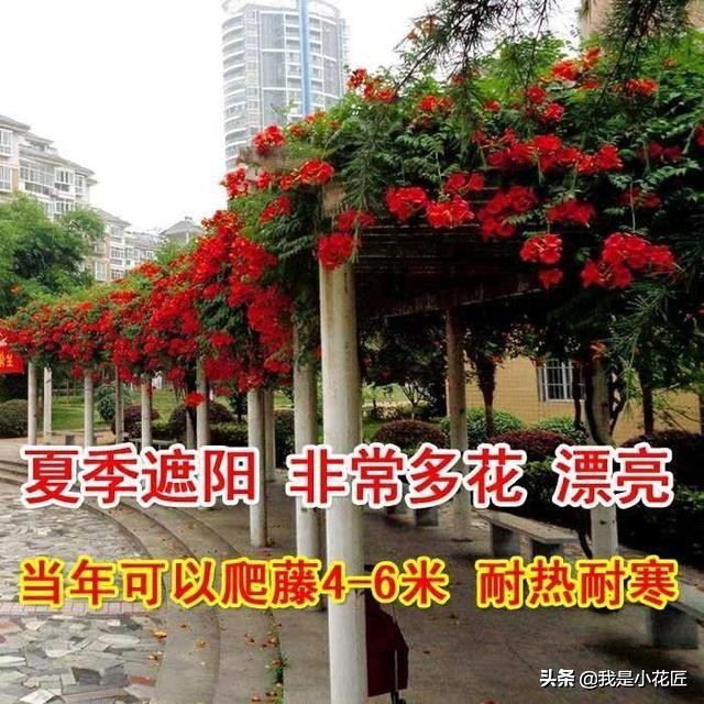 适合阳台种植的爬藤植物都有哪些,家庭阳台种什么爬藤植物比较好