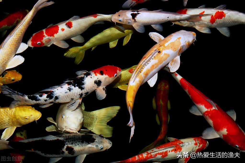 锦鲤不爱游动呆滞怎么回事,锦鲤不活跃不爱吃食是什么情况