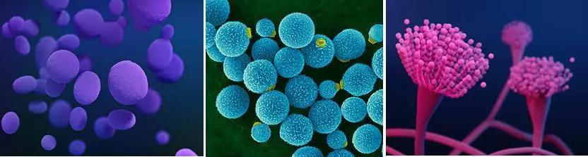 新型冠状病毒的“帮凶”——病原真菌到底是什么鬼?