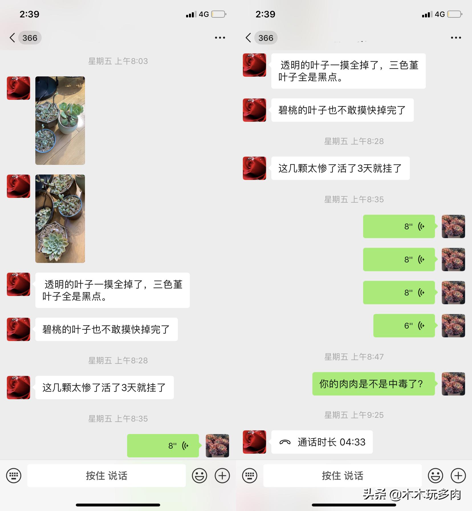 预防多肉化水用的药,多肉防止化水的药